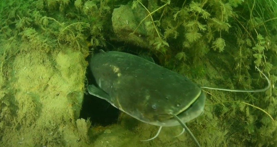 JEZIVO! Som dugačak 2 METRA ugrizao čoveka – hitno se zatvara deo jezera!