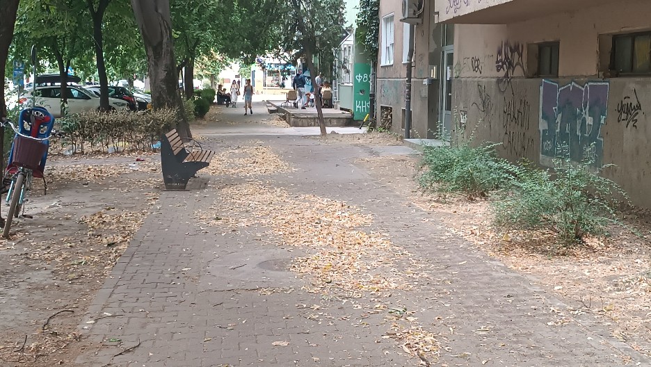 PRVE SLIKE SA MESTA TRAGEDIJE! Nevreme oborilo drvo u Novom Sad, povređena žena i dete!