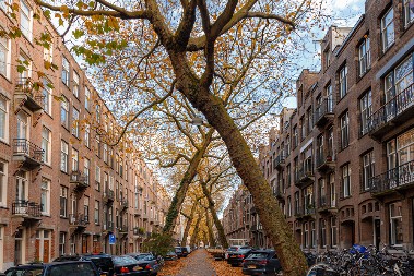 ČUDO PRIRODE USRED GRADA Ulica u Amsterdamu je pravo umetničko delo  - ljudi su zadivljeni ovim prizorom