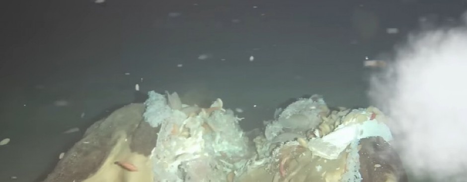 BACILI LEŠ KRAVE U OKEAN, A ONDA JE USLEDILO ŠOK OTKRIĆE Zastrašujući snimak iz morskih dubina, naučnici zanemeli! (VIDEO)