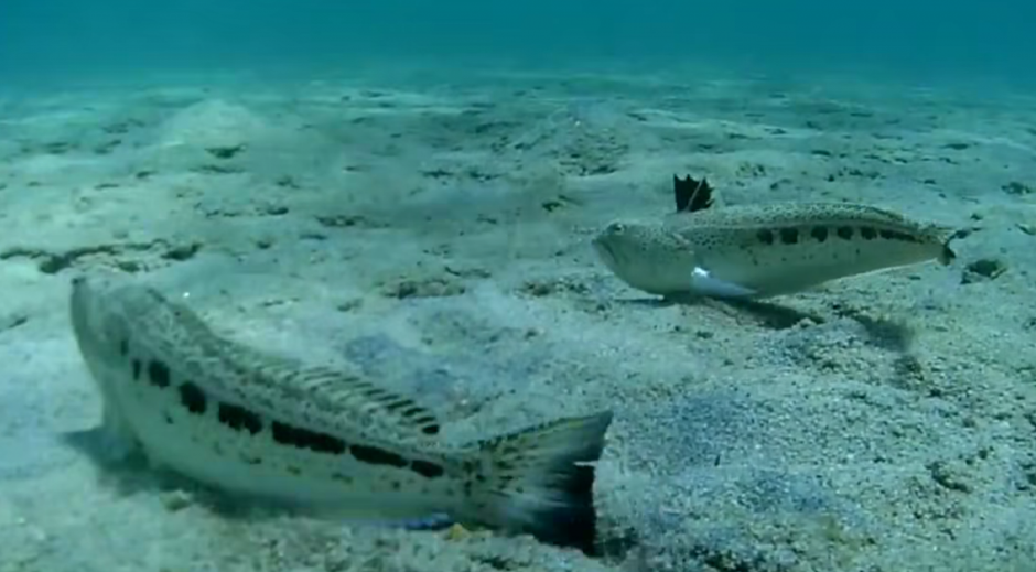 SRPSKI TURISTI USNIMILI OTROVNE RIBE NA GRADSKOJ PLAŽI! Šok u Neos Marmarasu (VIDEO)