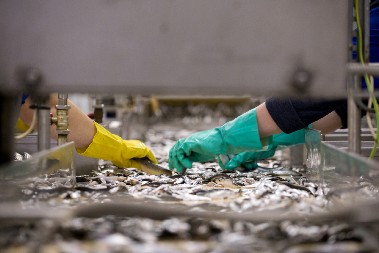 BOŽIDAR NAŠAO DOBRO PLAĆEN POSAO Dnevno uzima do 170 evra – ali ih krvavo zaradi (VIDEO)