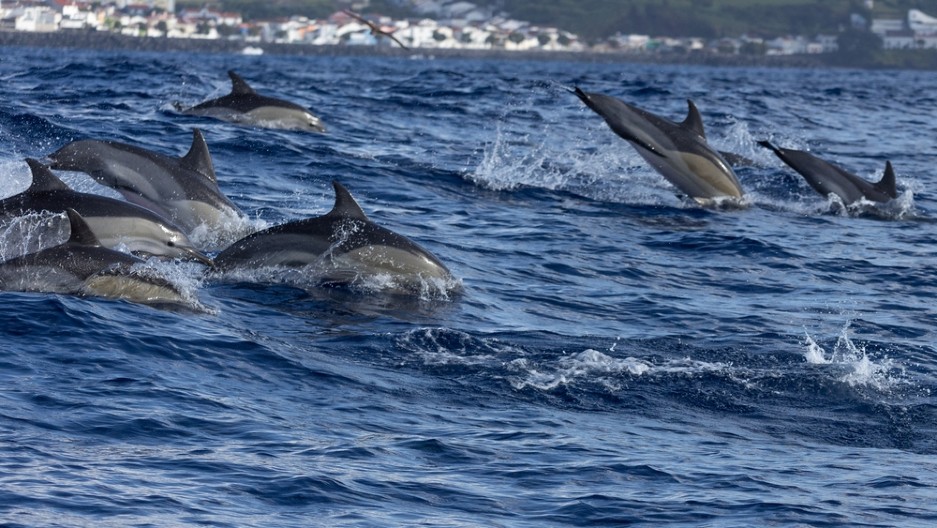 UŽAS U HRVATSKOJ: Plutaju mrtvi delfini,krvavi i raskomadani