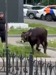 GRAĐANI SNIMILI BIKA U CENTRU GRADA, SNIMCI PREPLAVILI MREŽE  Policija traga za vlasnikom (VIDEO)