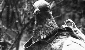 LET KOJI JE SPASAO ŽIVOTE Šer Ami u borbi protiv vremena i metaka, kako je golub postao heroj!