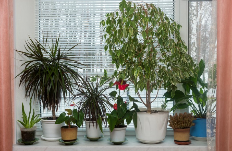 NE DOZVOLITE DA BILJKE ISPAŠTAJU Izbegnite ovih 6 grešaka kada ih unesete unutra, mogu potpuno da ih unište