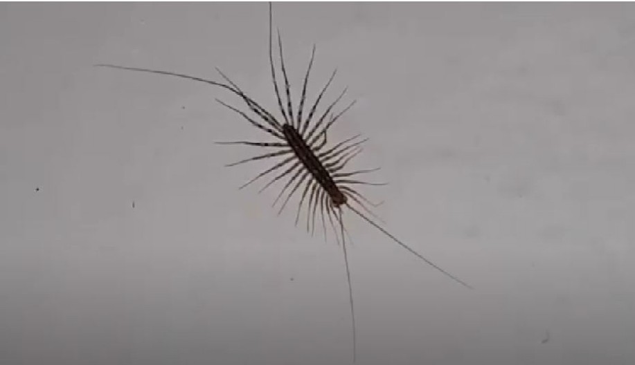 VIC DANA Prelaze sve životinje iz džungle na severni pol...