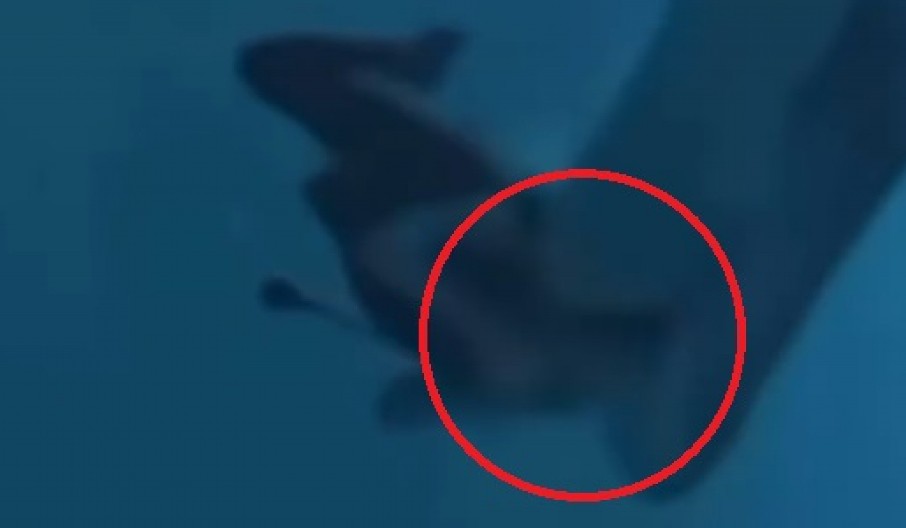 AJKULA ZGRABILA ŽENU ZA GLAVU, HOROR SNIMAK ŠOKIRAO SVET Horor pod vodom (VIDEO)