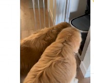 "OVO JE NAJSLAĐA STVAR KOJU SAM VIDELA" Mama i tata su snimili prvi susret psa sa njihovom bebom, srca se tope od miline