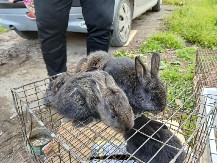 JEZIVI ''FRANKENŠTAJN'' ZEČEVI UTERUJU STRAH U KOSTI Deformisane životinje izazvale paniku među stanovništvom, razlog ove pojave je zastrašujuć! (VIDEO)