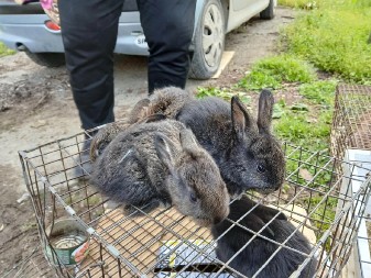 JEZIVI ''FRANKENŠTAJN'' ZEČEVI UTERUJU STRAH U KOSTI Deformisane životinje izazvale paniku među stanovništvom, razlog ove pojave je zastrašujuć! (VIDEO)