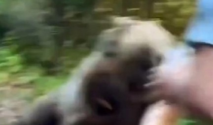 DIVLJA ZVER BRUTALNO NAPALA ČOVEKA Pokušao da je nahrani, a onda je usledio pakao! (VIDEO)