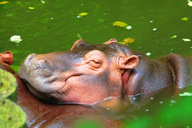 ON BAŠ VOLI LUBENICE Pogledajte kako ih jede - nestaju u sekundi