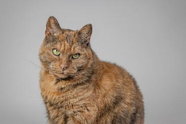 ZAŠTO MAČKE MRZE NEKE LJUDE? Stručnjak ima odgovor - neće vam se svideti