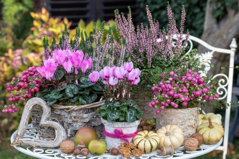 6 SOBNIH BILJKA KOJE IMAJU PRELEPE CVETOVE TOKOM JESENI Nabavite ih i unesite raskošne i tople boje u kuću