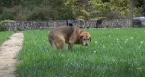 “LEŽI, NE JEDE I NE PIJE” Najtužnija priča nakon Halidove smrti