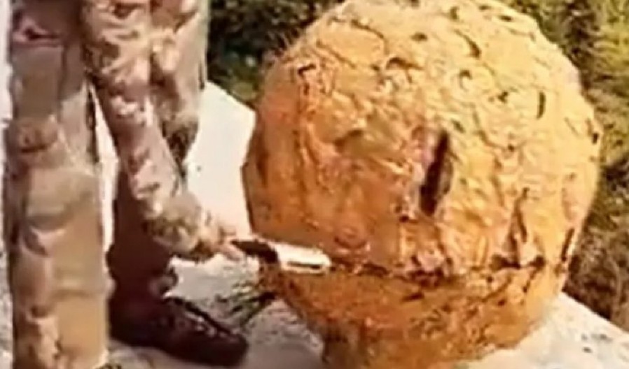 STRAVA I UŽAS U PRIRODI Mladić otvorio napušteno gnezdo stršljena – ono što je video unutra LEDI KRV U ŽILAMA! (VIDEO)