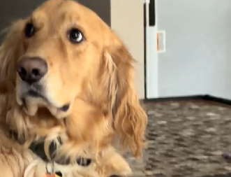 OVA FACA SE NE ZABORAVLJA Pogledajte kako zlatni retriver reaguje na neslanu šalu svog vlasnika - video je urnebesan