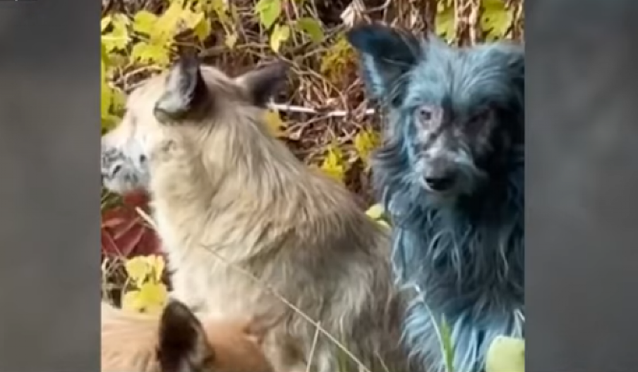 MISTERIJA PLAVIH PASA IZ ČERNOBILJA JE REŠENA: Evo prave istine koja ruši sve teorije!