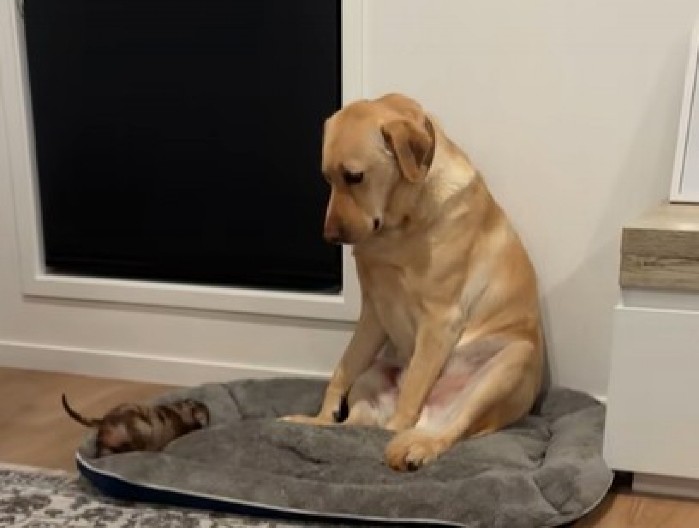 ''MAMA, ŠTA JE OVO?'' Hit snimak labradora nasmejao internet do suza - pogledajte samo taj izraz lica! (VIDEO)