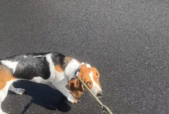 KAD TE PAS RASKRINKA, DŽABA SVI IZGOVORI  Žena primetila da se ljubimac čudno ponaša tokom šetnje - kad ju je odveo na jednu adresu, sve joj je bilo jasno