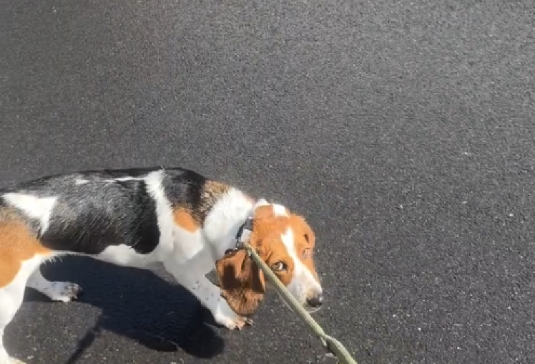 KAD TE PAS RASKRINKA, DŽABA SVI IZGOVORI  Žena primetila da se ljubimac čudno ponaša tokom šetnje - kad ju je odveo na jednu adresu, sve joj je bilo jasno