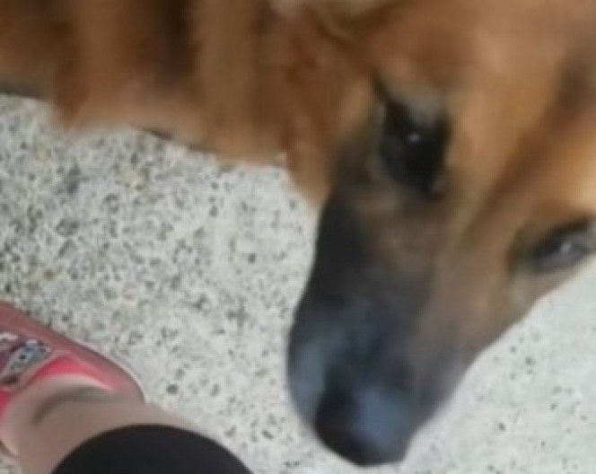 PRESLATKA MAČKA IZ KOMŠILUKA POSTALA ZVEZDA INTERNETA Način na koji pomaže psu će vam ulepšati dan! (VIDEO)