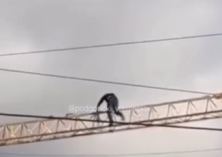 JEZIV SNIMAK SA GRADILIŠTA RAZBESNEO REGION Pogledajte šta ovaj čovek radi da bi prehranio porodicu - izbila žestoka rasprava na mrežama! (VIDEO)