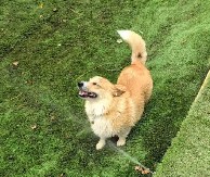 UTRČALI SU U SVOJE DVORIŠTE I ODLEPILI OD SREĆE Vlasnici zabeležili trenutak čiste radosti - video je hit