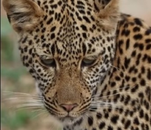 ŠOKANTNA SCENA U DIVLJINI Divlja mačka naišla na insekta, a njena NEVEROVATNA REAKCIJA nasmejala je na hiljade ljudi širom sveta! (VIDEO)