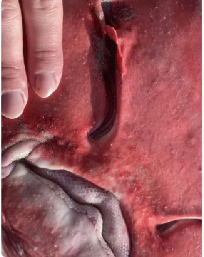 ŠETAČI DOŽIVELI ŠOK NA PLAŽI Ugledali KRVAVO morsko stvorenje nasukano na obali - kao iz horor filma! (FOTO)