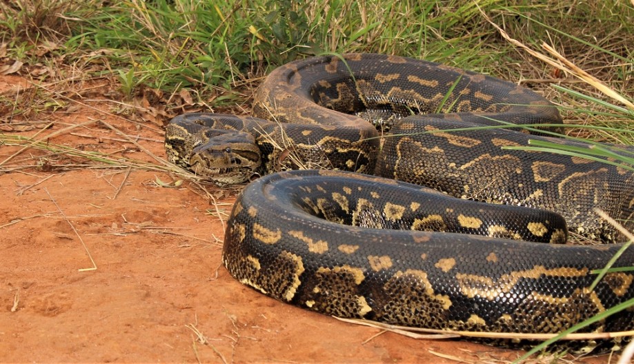 FARMERA PECU PROGUTAO PREDATOR OD 7 METARA Meštani morali da raspore životinju da bi došli do njega - zastrašujuće! (FOTO)