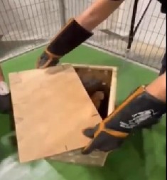 RADNICI NA CARINI OTVORILI SANDUK, A UNUTRA - ŠOKČINA Šverceri hteli da prokrijumčare divlju životinju! (VIDEO)