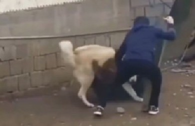 DIVLJA ZVER RAZJAPILA ČELJUSTI NA VEZANOG PSA Vlasnik poleteo da ga spasi, pa ugrozio svoj život - zastrašujuće! (VIDEO)