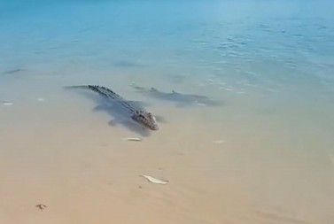 MORSKA ZVER ZUBIMA ŠČEPALA KROKODILA I NESTALA Turisti u neverici posmatrali dramu, da se naježiš! (VIDEO)