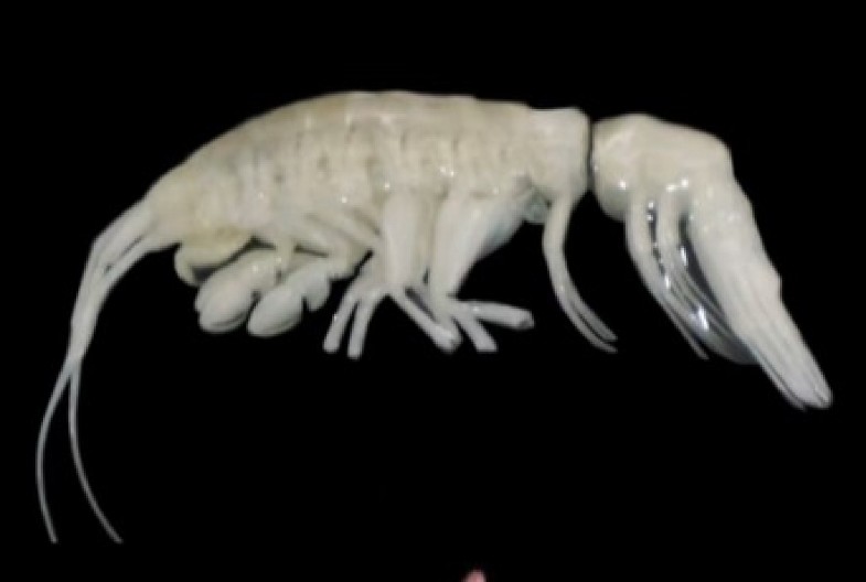 JEZIVO OTKRIĆE NA DNU OKEANA Pronađena nova životinjska vrsta, sablasni predator ubija i proždire pipcima! (VIDEO)