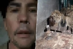 LAVOVI MU POJELI LICE Ušao u kavez da napravi snimak za devojku, nije ni slutio DA ĆE MU TO BITI POSLEDNJE! (UZNEMIRUJUĆI VIDEO)