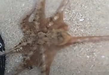 NAIŠAO NA NASUKANU HOBOTNICU Umesto da je ostavi da se uguši, on je podigao, ono što je životinja uradila pamtiće dok je živ! (VIDEO)