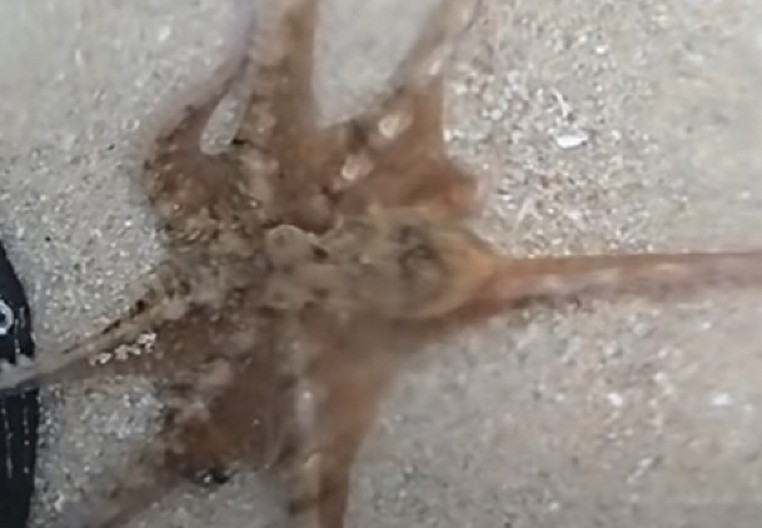 NAIŠAO NA NASUKANU HOBOTNICU Umesto da je ostavi da se uguši, on je podigao, ono što je životinja uradila pamtiće dok je živ! (VIDEO)