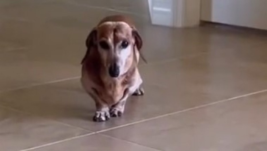 JAZAVIČAR OSKAR IZVEO NEVEROVATAN TRIK Kad vidite šta je uradio da bi vlasnica obratila pažnju na njega, plakaćete od smeha! (VIDEO)