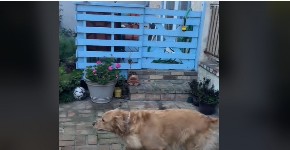 ZALJUBLJENI PSI POSTALI HIT NA INTERNETU Evo kako se pozdravljaju svakog dana, komšije u čudu!