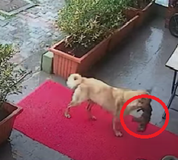 SPAS U ZADNJI ČAS! Pas doneo umiruće štene na prag veterinarske klinike (VIDE)