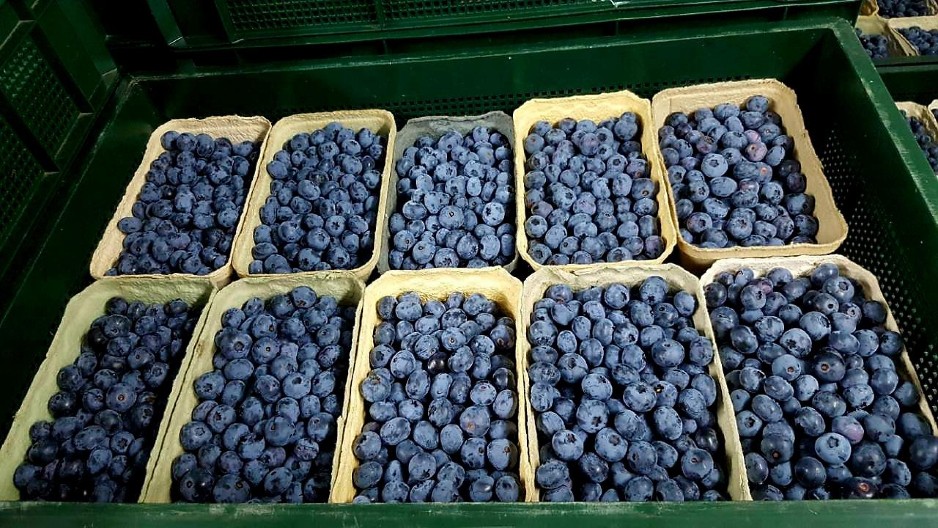 UROŠ PROFITIRA ZBOG OVE BILJKE: Može da se zaradi 40.000 evra po jednom hektaru