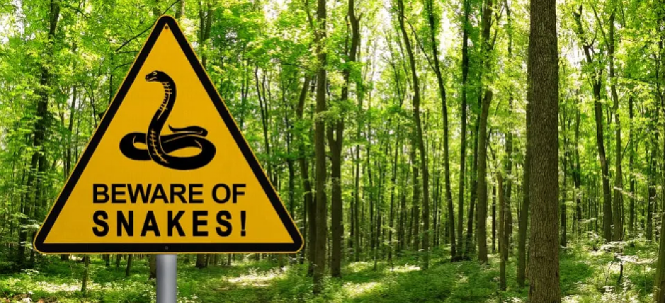 PITON PROGUTAO ČOVEKA Džinovski predator u Indoneziji, meštani secirali zmiju i pronašli leš!