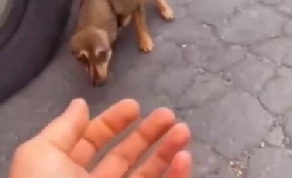 PRIMETILA PREPLAŠENO I IZGLADNELO ŠTENE NA ULICI Odlučila da zaustavi vozilo, reakcija malog psa dirnula je milione do suza! (VIDEO)