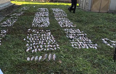 DOLIJAO RIBOKRADICA Ulovio 280 kilograma ribe,  pa prodavao na crno