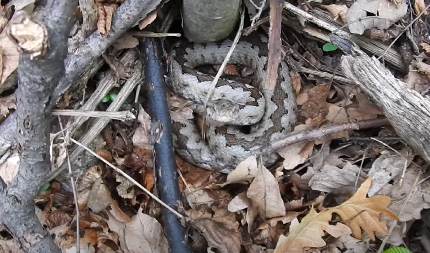 "DOĐE, POČNE NEŠTO DA ŠAPUĆE, A ZMIJE IZLAZE SA SVIH STRANA" Dejan je čuven u Čačku, a sada je otrovnicu uhvatio usred zime