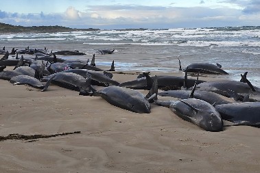 VEĆINA JE JOŠ ŽIVO! Horor na plaži! Preko 150 kitova se nasukalo, ljudi mogu samo da gledaju kraj