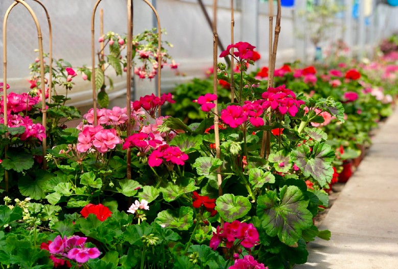 SVAKA KUĆA TREBA DA IH IMA Muškatle imaju posebnu simboliku, evo koja boja je najbolja