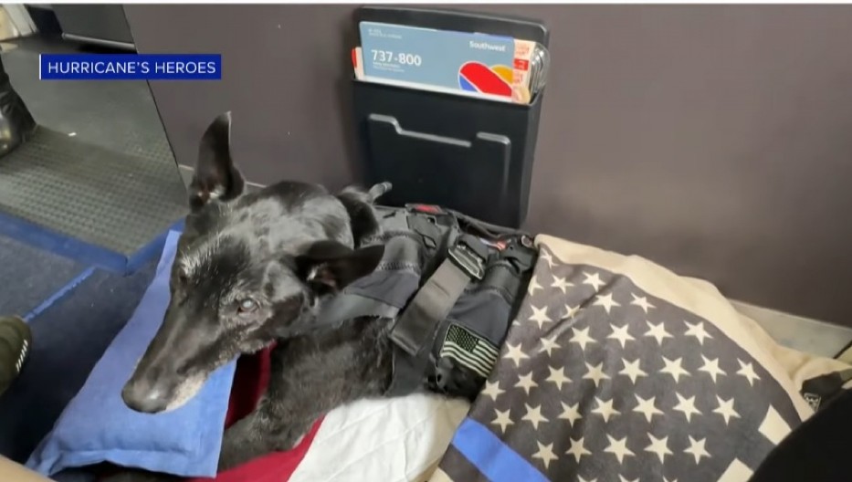 UGINUO URAGAN, PAS KOJI JE SPASAO OBAMU Amerika u suzama nakon gubitka omiljenog čuvara Bele kuće (FOTO/VIDEO)